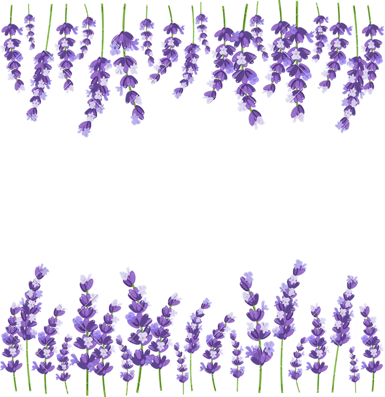 Ilustração de ramos de alfazema com flores roxas