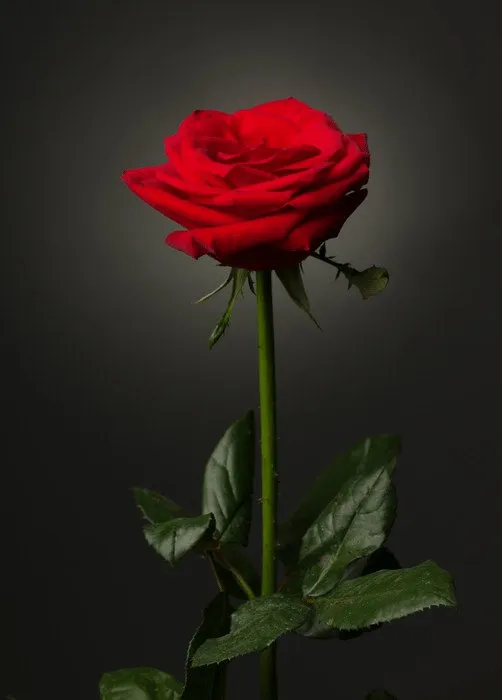Fotografia de uma rosa vermelha com caule e folhas sobre fundo escuro