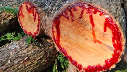 Troncos de árvore cortados, com a resina vermelha do sangue de dragão escorrendo pela madeira.