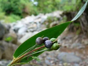 Ramo de capim rosário com sementes em forma de gota, verdes e pretas, junto a uma folha longa.