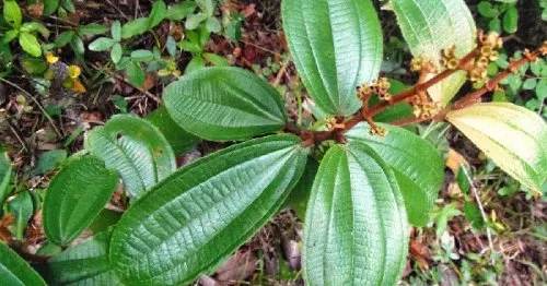 Ramo de canela-de-velho com folhas verdes, largas e com nervuras marcadas, e pequenos botões em hastes avermelhadas