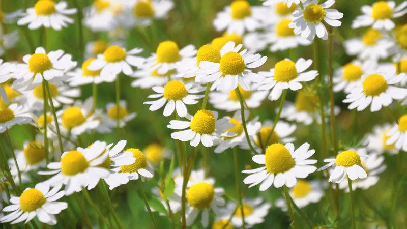 Campo de flores de camomila, com pétalas brancas e miolo amarelo