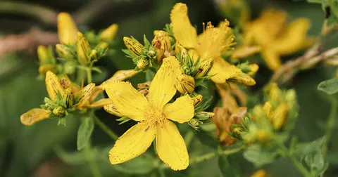 Flores amarelas de cinco pétalas da erva-de-são-joão, com botões, sobre folhagem verde desfocada.