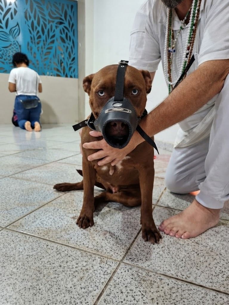 Cão de porte médio, de focinheira, sentado no salão do Templo enquanto recebe a bênção; ao fundo, uma consulente ajoelhada.